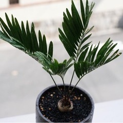 植物についての情報交換や一緒に園芸店巡りできる方！