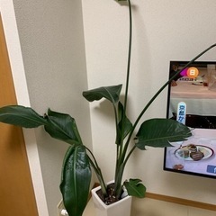 観葉植物　パキラ