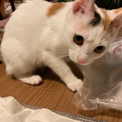 ［トライアル決定］三毛猫♀5ヶ月