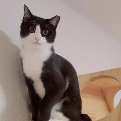 ★6ヵ月位　黒白ハチワレ　男の子🐈
