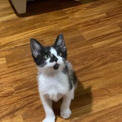 生後2ヶ月半の兄弟仔猫