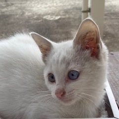 里親募集　白猫ちゃん