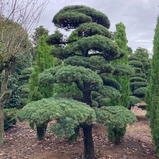 ゴヨウマツ 五葉松 庭木 植木 盆栽 庭園