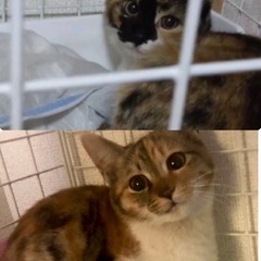 🧡三毛猫姉妹🧡生後4ヶ月の子猫 - 猫