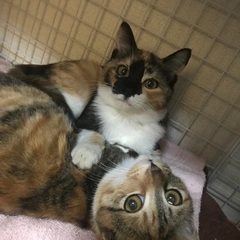🧡三毛猫姉妹🧡生後4ヶ月の子猫 − 福岡県