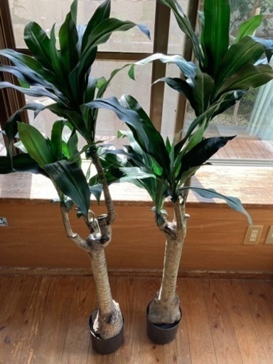 観葉植物
