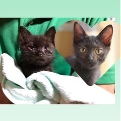 甘えん坊姉妹 - 猫