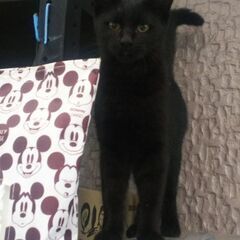 甘えん坊の黒猫の里親さん募集