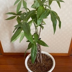 観葉植物　パキラ　編み込み　風水　金運アップ　状態いいですよ　5本編み