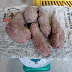 野菜　さつまいも　紅あづま　1㎏　
