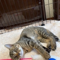 生後約3ヶ月の子猫　キジトラ　女の子