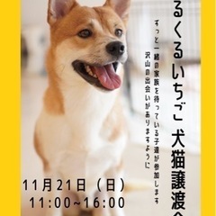 くるくるいちご譲渡会11／21