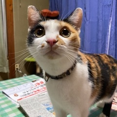 募集を一旦中止します