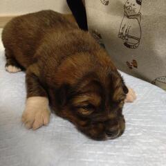 可愛い生後半月程度の茶白の子犬　男の子