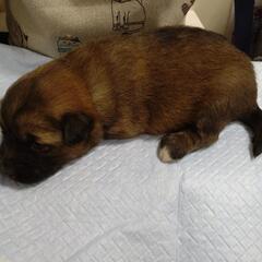 可愛い生後半月程度の茶白の子犬　男の子