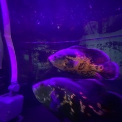 値下げ！古代魚 オスカー フルセット