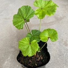 ハーブ苗🌿 コモンマロー9cmポット ①