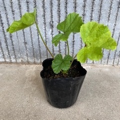 ハーブ苗🌿 コモンマロー 9cmポット ②