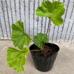 ハーブ苗🌿 コモンマロー 9cm ポット ③