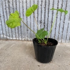 ハーブ苗🌿 コモンマロー 9cm ポット ⑤