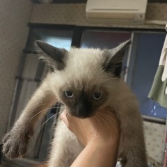 シャム猫ちゃん