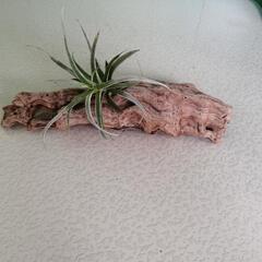 流木とエアプランツ