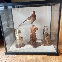 剥製3点の画像