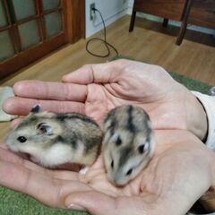 ハムスター