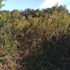 今日の１３時から、せたけの高い草取り