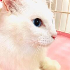 素晴らしいパパとママに出逢えました！感謝！ - 猫