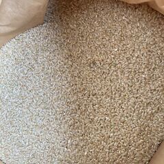 【13】玄米　３０ｋｇ　新米（２０２１年収穫）売ります。