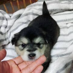 ２匹の仔犬里親募集中(代理投稿)