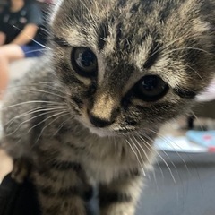 2ヶ月程の仔猫ちゃんです。