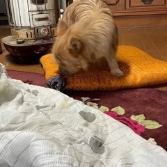 ポメラニアンとヨークシャーテリアのミックス - 犬