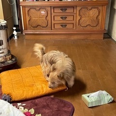 ポメラニアンとヨークシャーテリアのミックス − 青森県