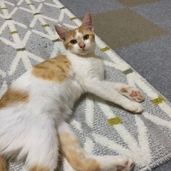 子猫　6ヶ月　メス