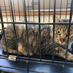 キジトラ♀ 飼い主さんが見つかりました − 滋賀県