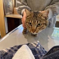 キジトラ♀ 飼い主さんが見つかりました - 近江八幡市