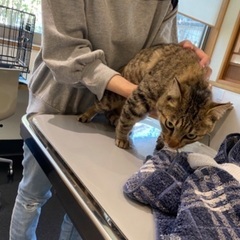 キジトラ♀ 飼い主さんが見つかりました - 猫