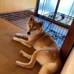 赤毛の柴犬3歳の男の子です。