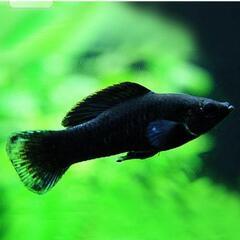 ブラックモーリー(4匹)の画像