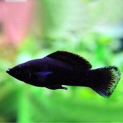 ブラックモーリー(4匹)の画像