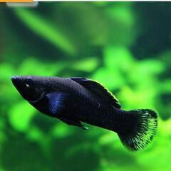 ブラックモーリー(4匹)の画像