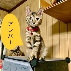 画像最後の仔トライアル決定！　麦わらとパステルグレー2匹引き続き...