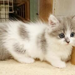 猫好きさん集まれ～😺😺😺‼️猫カフェスタッフ大募集の画像