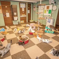 猫好きさん集まれ～😺😺😺‼️猫カフェスタッフ大募集の画像