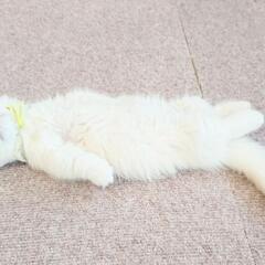 猫好きさん集まれ～😺😺😺‼️猫カフェスタッフ大募集の画像