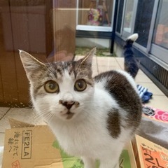 里親募集
