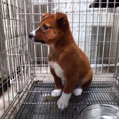 里親決定！有難うございました！　🆘保健所収容🐶人懐こいおチビ君が...