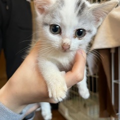 可愛い子猫☆レムちゃん【里親様決まりました】